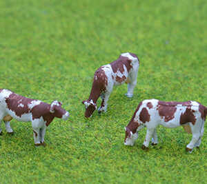 Cows