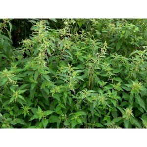 Nettles